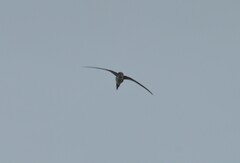 Pygmy Palm Swift photo 2