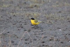 Motacilla flava feldegg