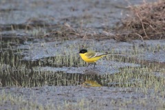 Motacilla flava feldegg