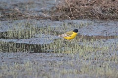 Motacilla flava feldegg