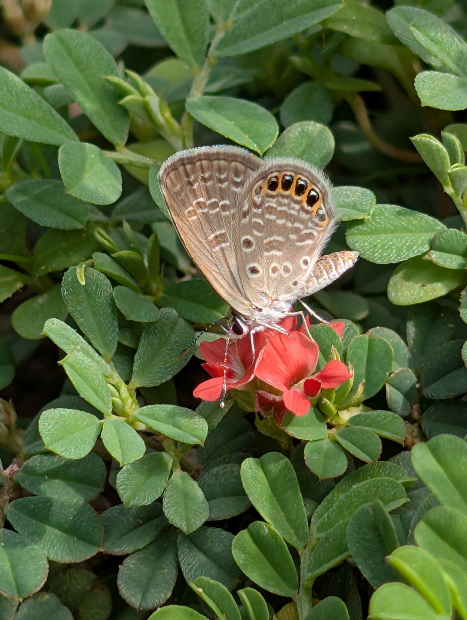 Black-Spotted Grass Jewel