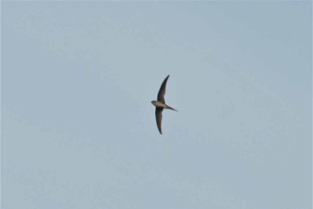 Pygmy Palm Swift (Tachornis furcata) photo