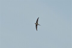 Pygmy Palm Swift photo 1