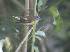 Setophaga ruticilla