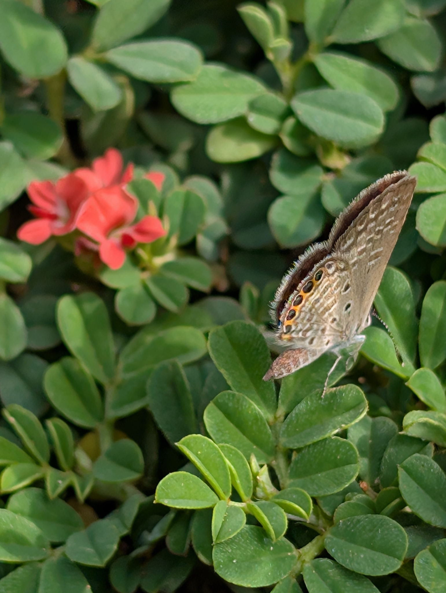 Black-Spotted Grass Jewel