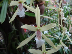 Miltonia flavescens