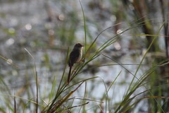 Prinia inornata