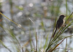 Prinia inornata