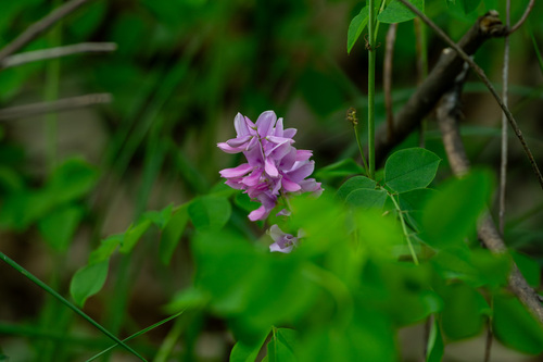 Indigofera kirilowii iNat (1)