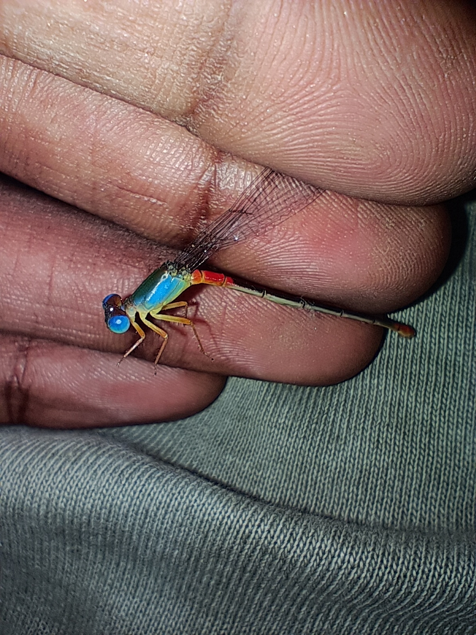Orange-Tailed Marsh Dart