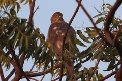 Accipiter badius