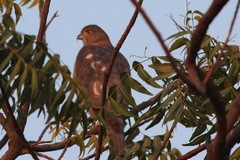 Accipiter badius