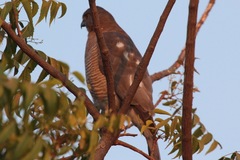 Accipiter badius