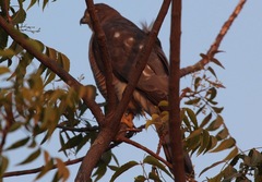 Accipiter badius