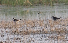 Hydrophasianus chirurgus