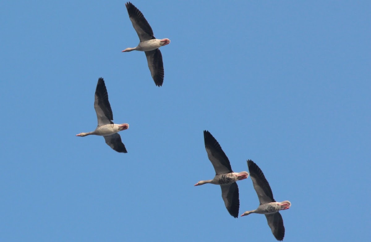 Greylag Goose