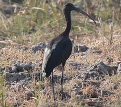 Plegadis falcinellus