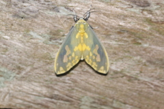 Castrica phalaenoides