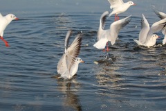 Chroicocephalus ridibundus