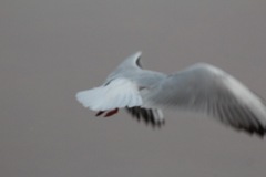 Chroicocephalus ridibundus