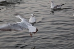 Chroicocephalus ridibundus