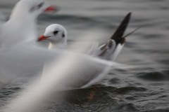 Chroicocephalus ridibundus