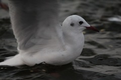 Chroicocephalus ridibundus