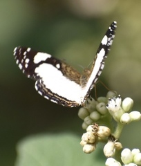 Janatella leucodesma