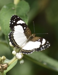 Janatella leucodesma