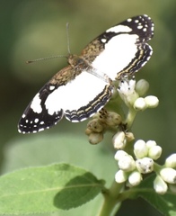 Janatella leucodesma