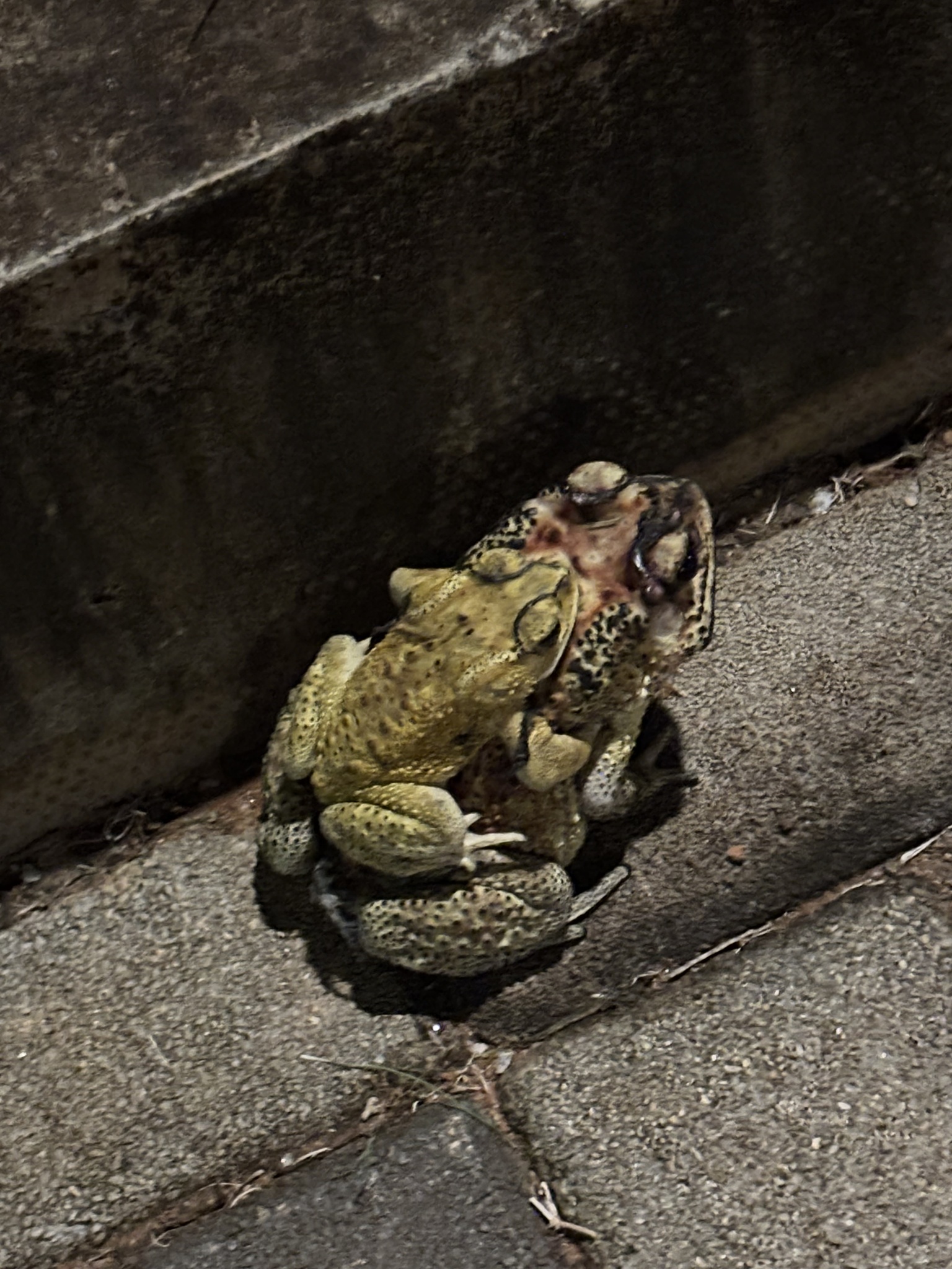 Indian Common True Toad