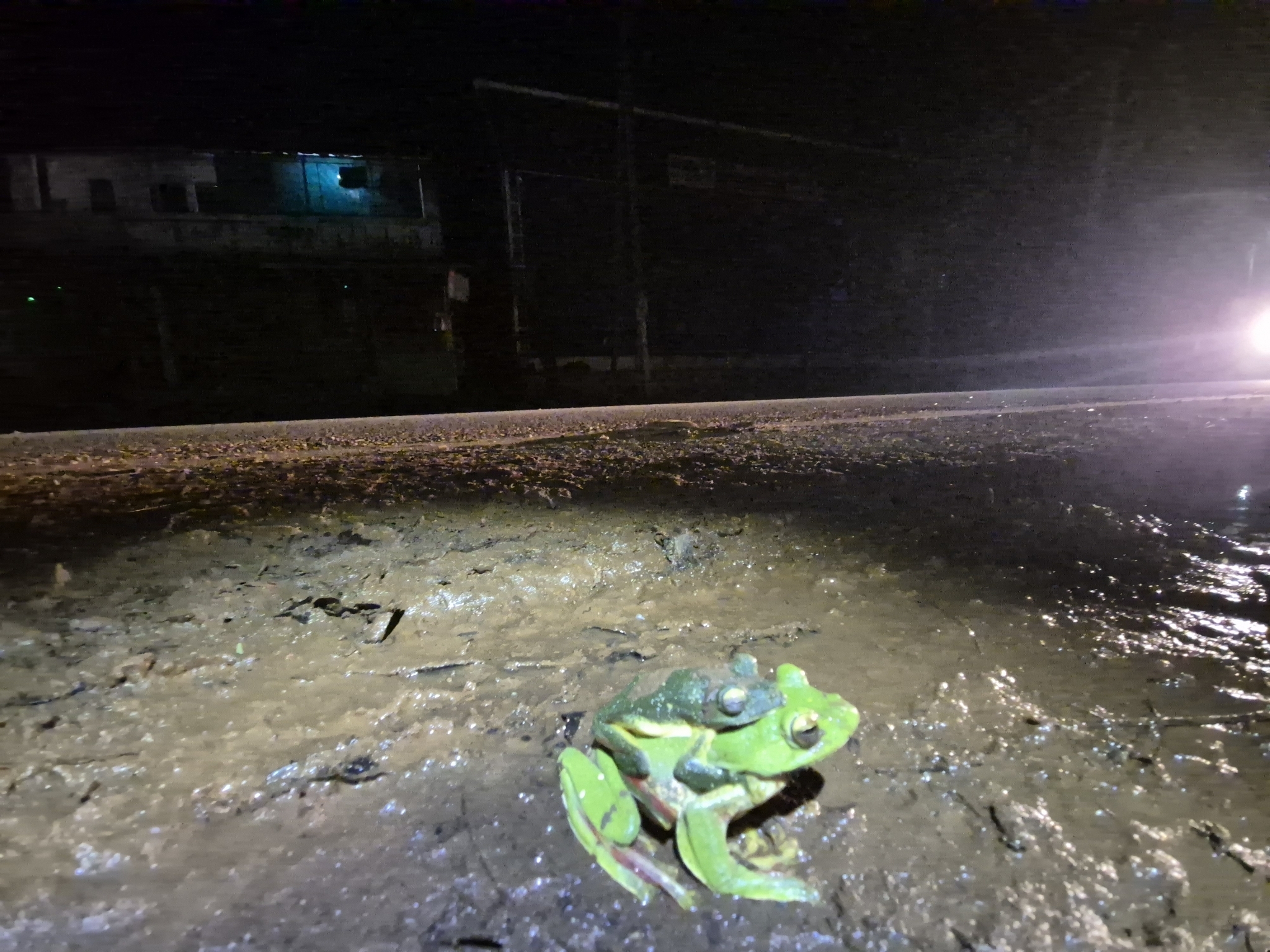 Malabar Gliding Tree Frog