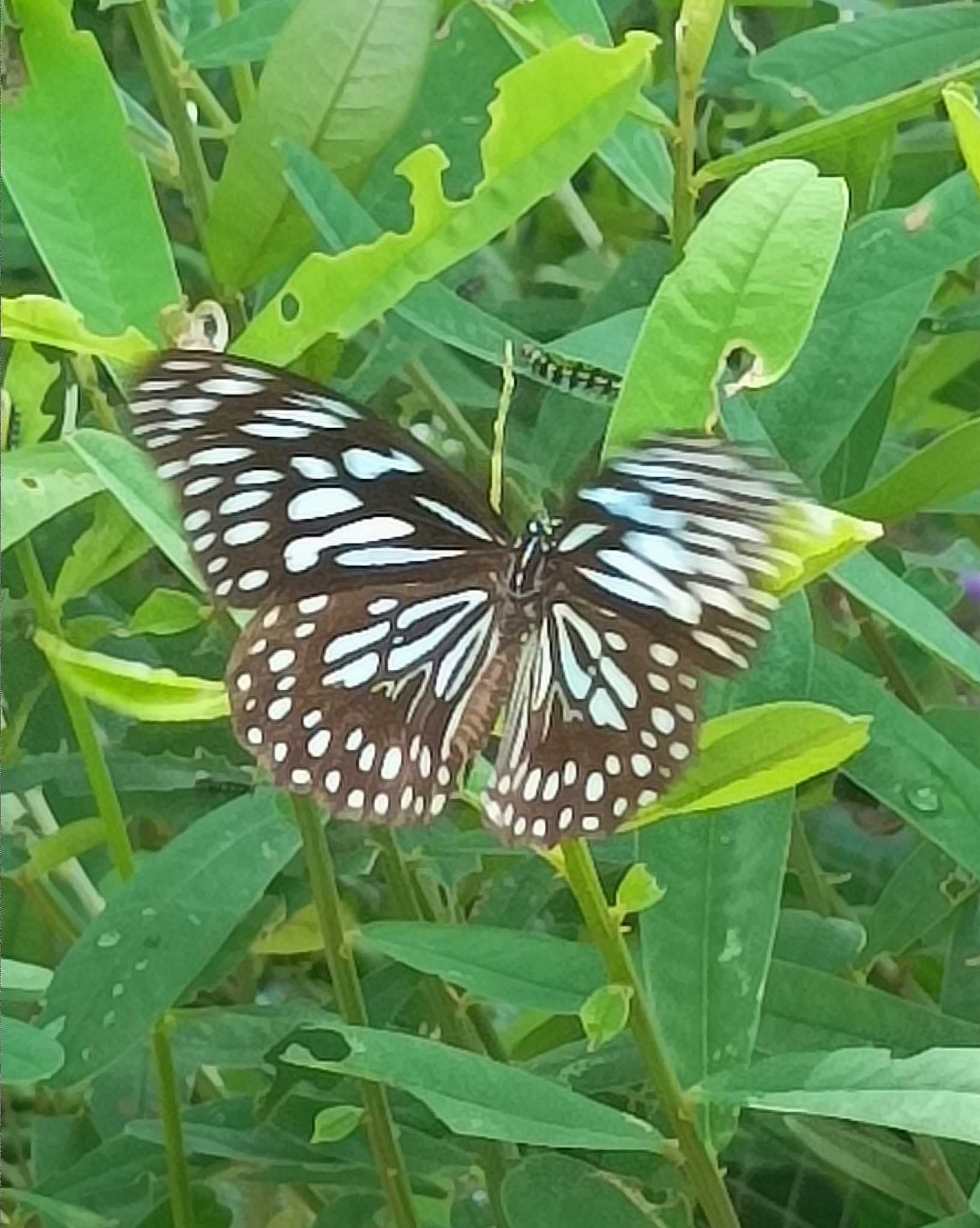 Dark Blue Tiger
