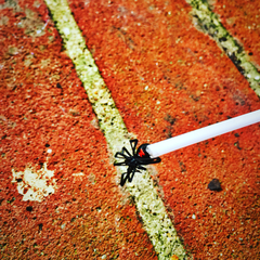 Latrodectus mactans