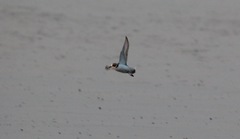 Charadrius alexandrinus seebohmi
