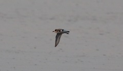 Charadrius alexandrinus seebohmi