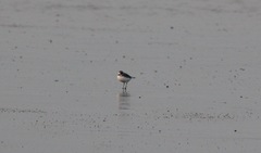 Charadrius alexandrinus seebohmi
