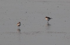 Charadrius alexandrinus seebohmi
