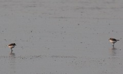 Charadrius alexandrinus seebohmi