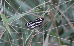 Neptis hylas varmona