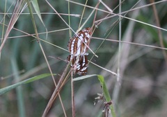Neptis hylas varmona
