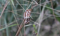 Neptis hylas varmona