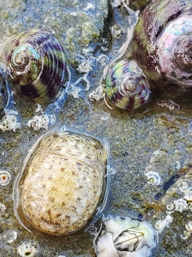 Sphaeroma serratum