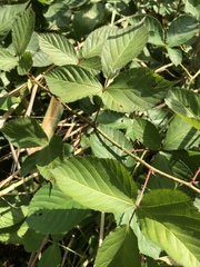 Rubus