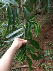 Lacmellea