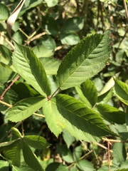 Rubus