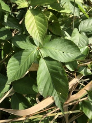 Rubus