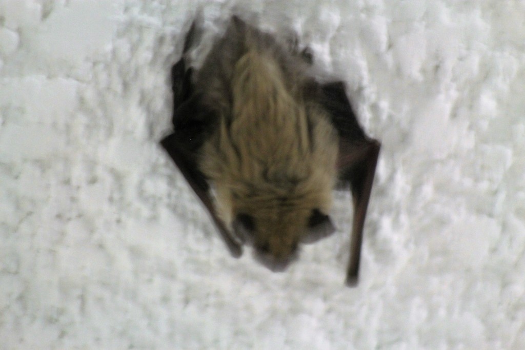 Western Small-footed Myotis (Wildlife of Rifle Falls, Rifle Gap, and ...