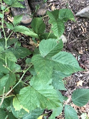 Rubus