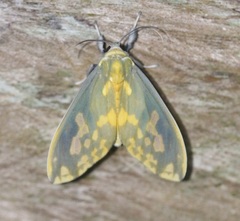 Castrica phalaenoides